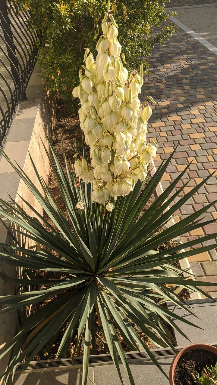 Гостевой дом Лимон Судак-39