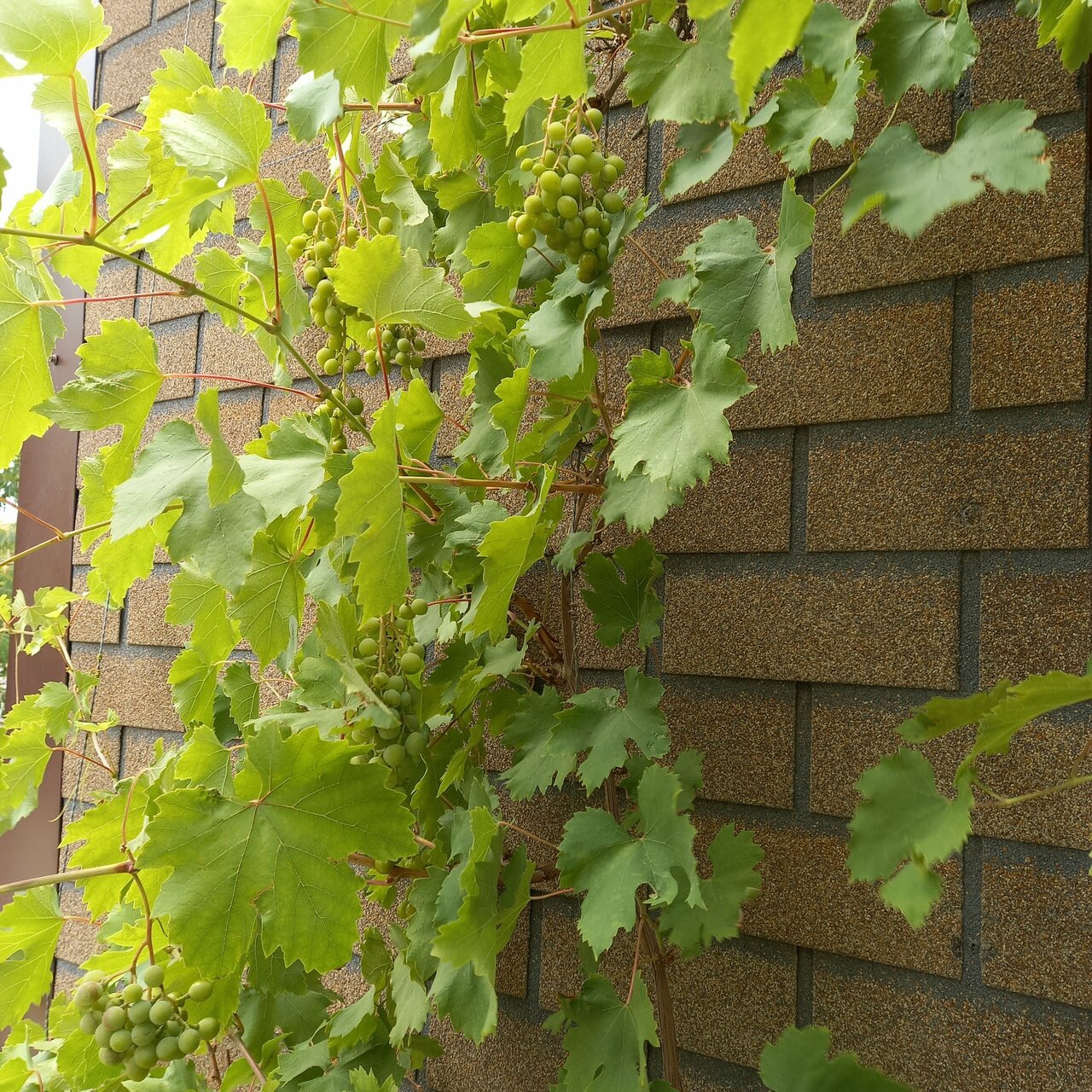 Гостевой дом Лимон Судак-60