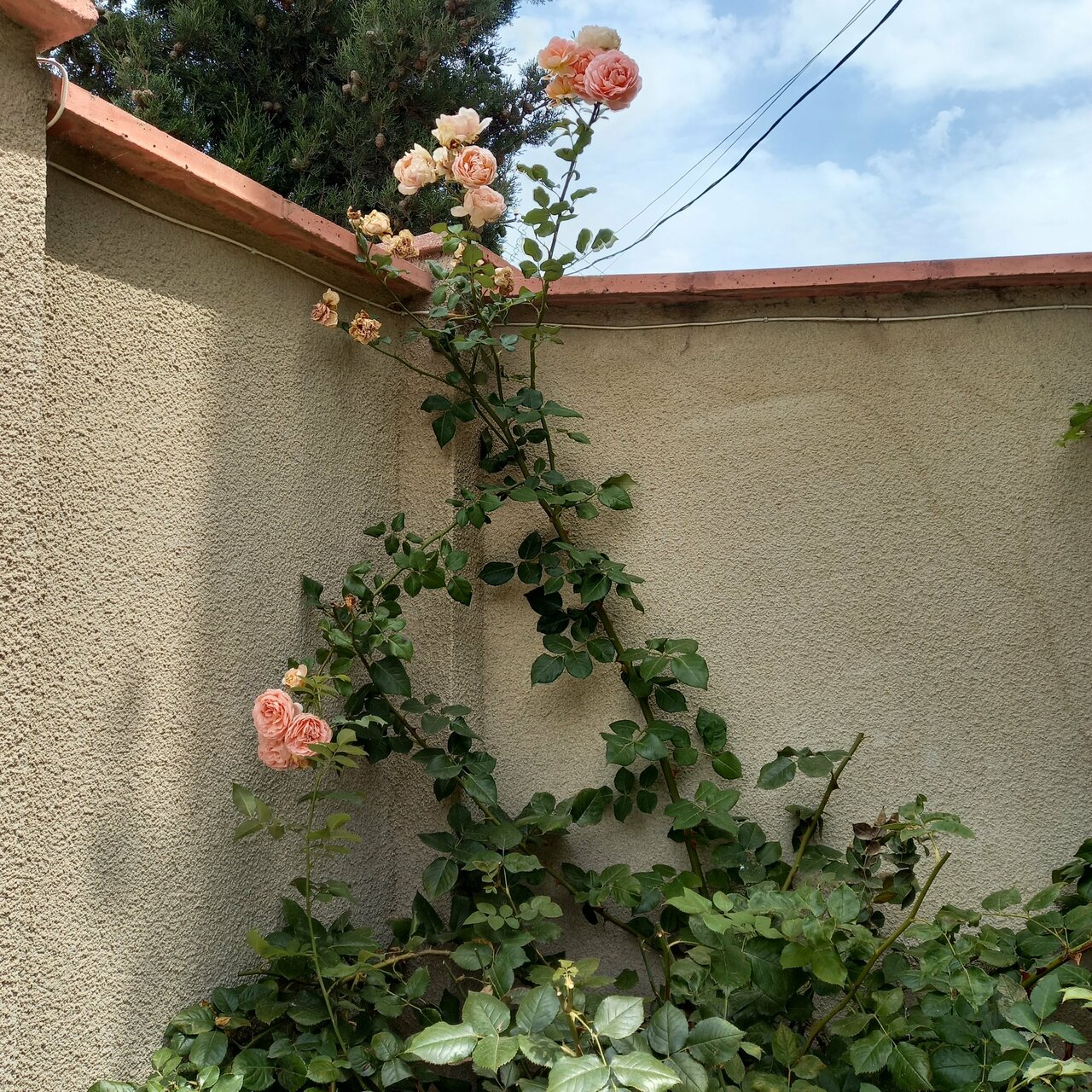 Гостевой дом Лимон Судак-40