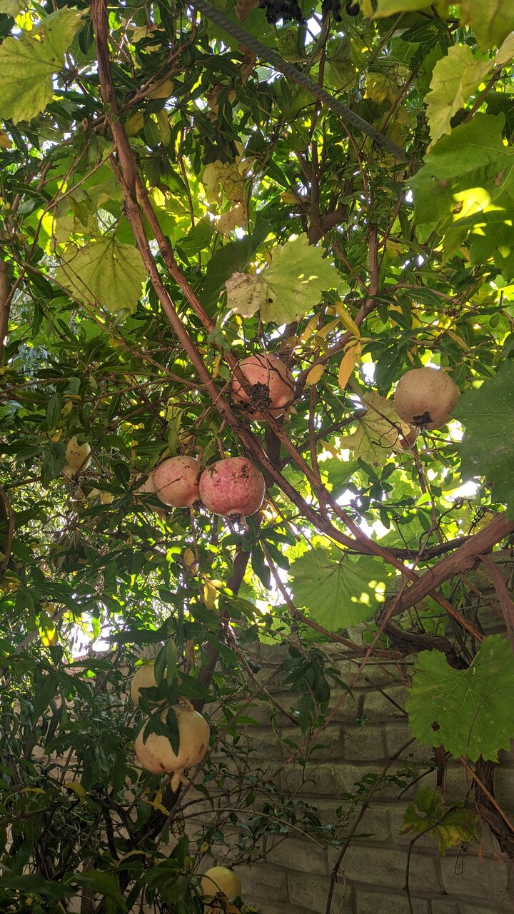 Гостевой дом Лимон Судак-35
