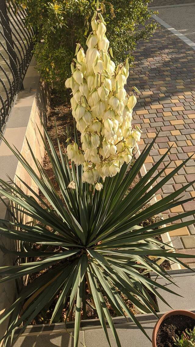 Гостевой дом Лимон Судак-38
