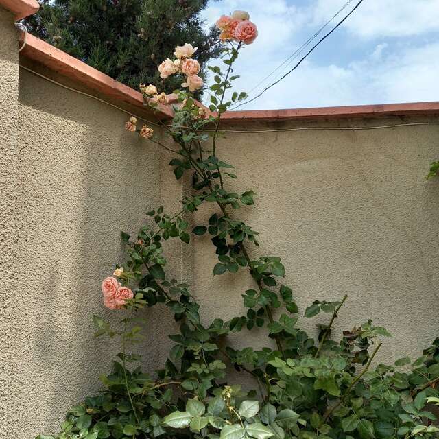 Гостевой дом Лимон Судак-39