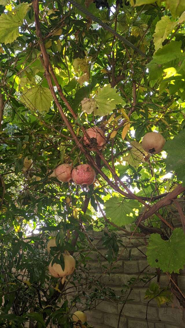 Гостевой дом Лимон Судак-34